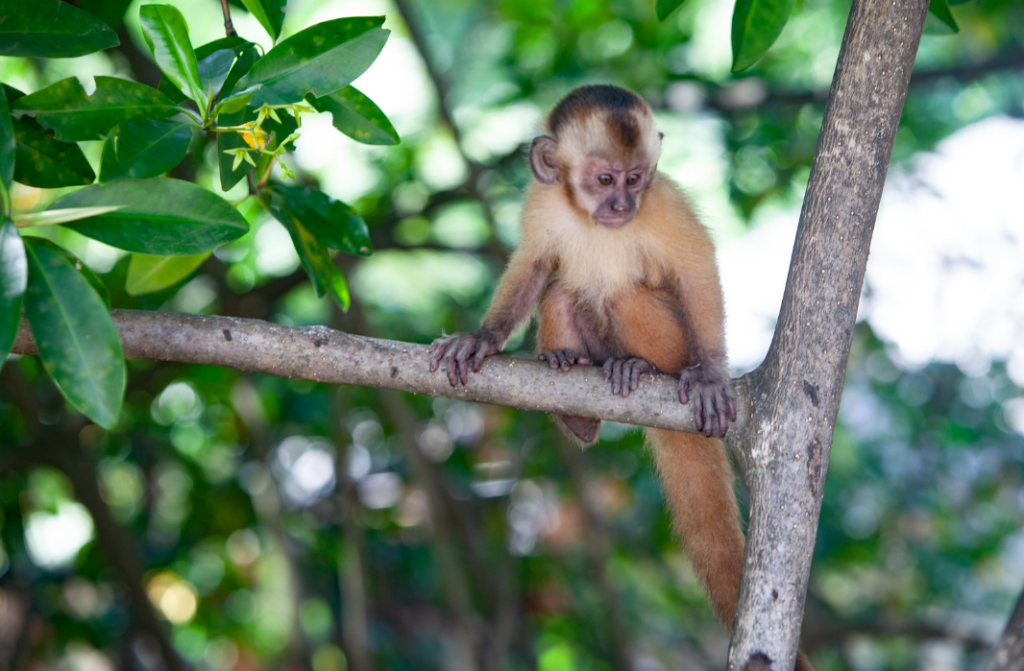 Macaquinho nas árvores do Delta Rio Parnaíba
