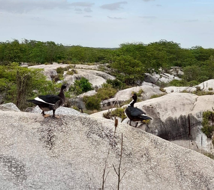 Patos selvagens em cima dos monumentos rochosos em Chaval